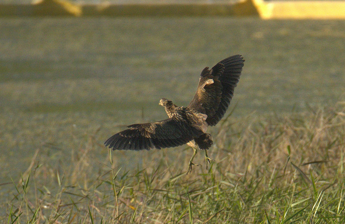 American Bittern - ML645290021