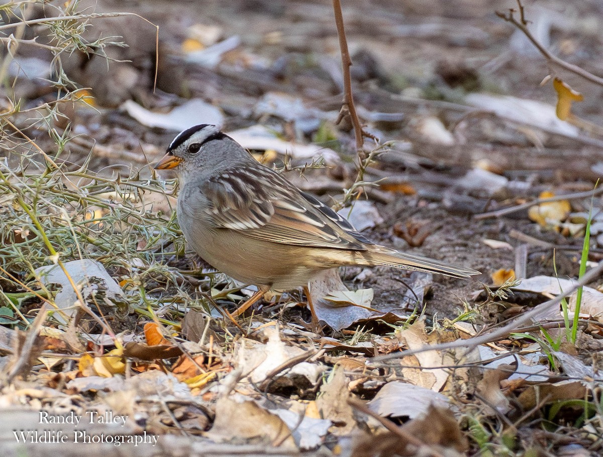 White-crowned Sparrow - ML645290025