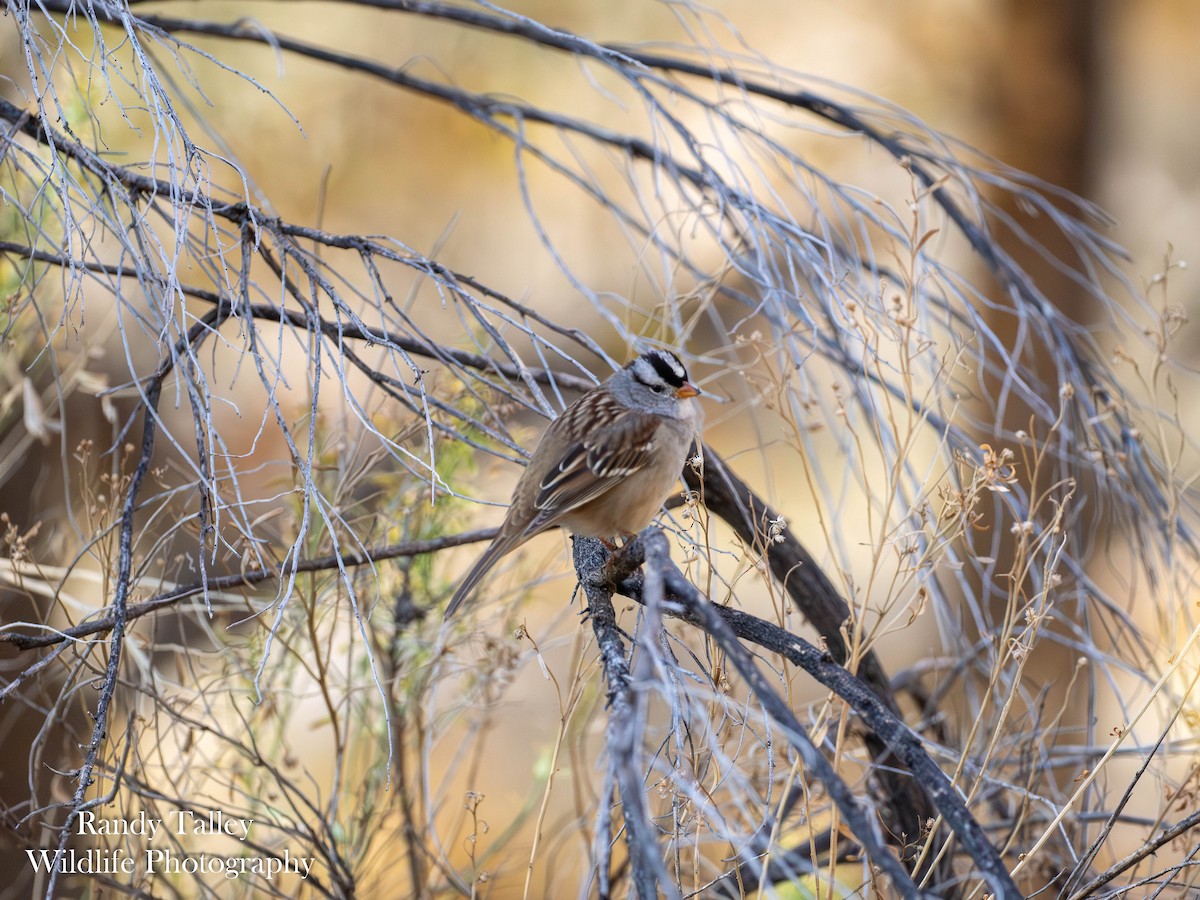 White-crowned Sparrow - ML645290026