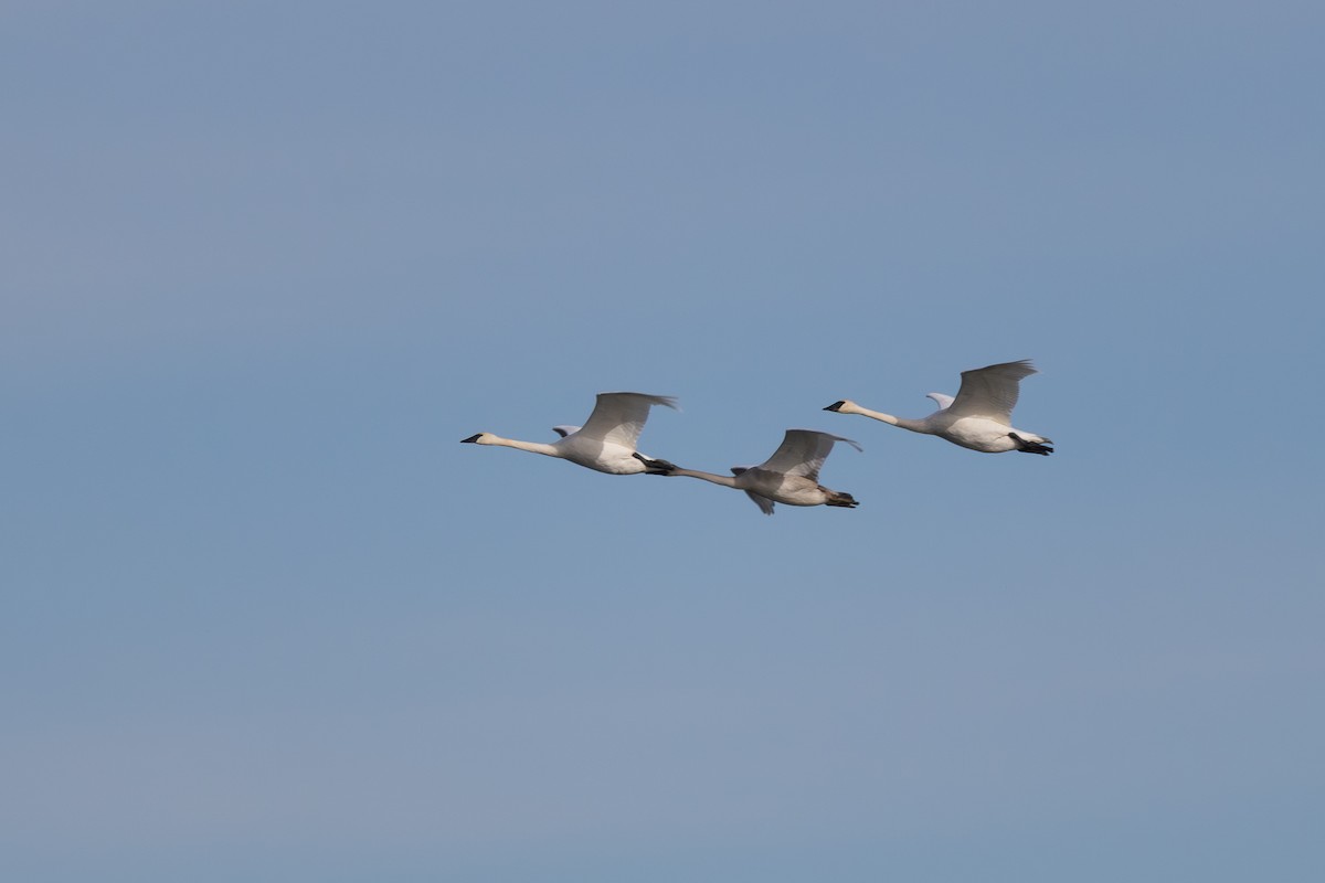 Trumpeter Swan - ML645290045