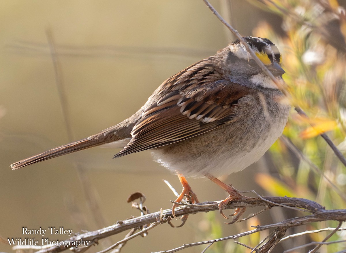 White-throated Sparrow - ML645290046