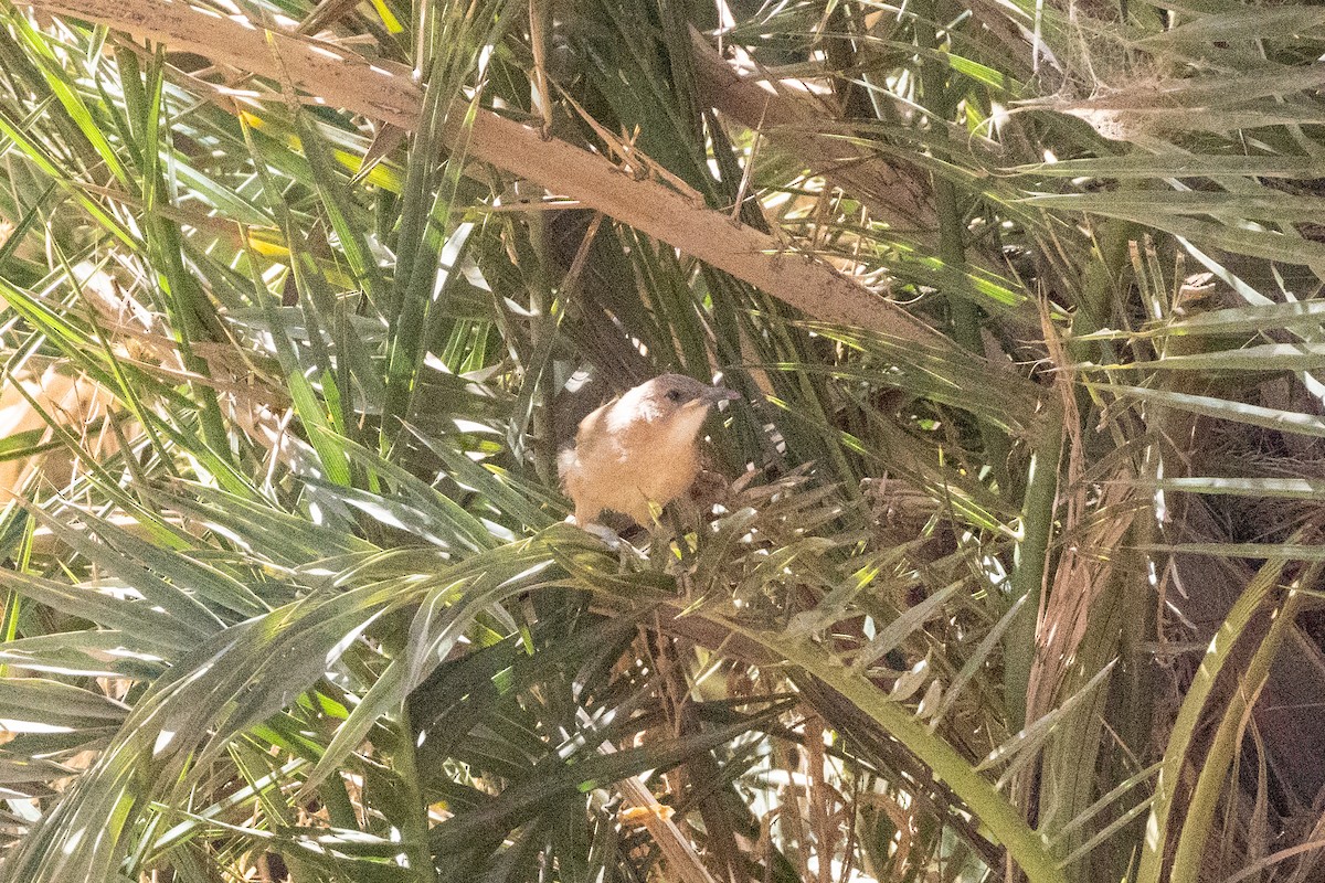 Fulvous Chatterer - ML645290053