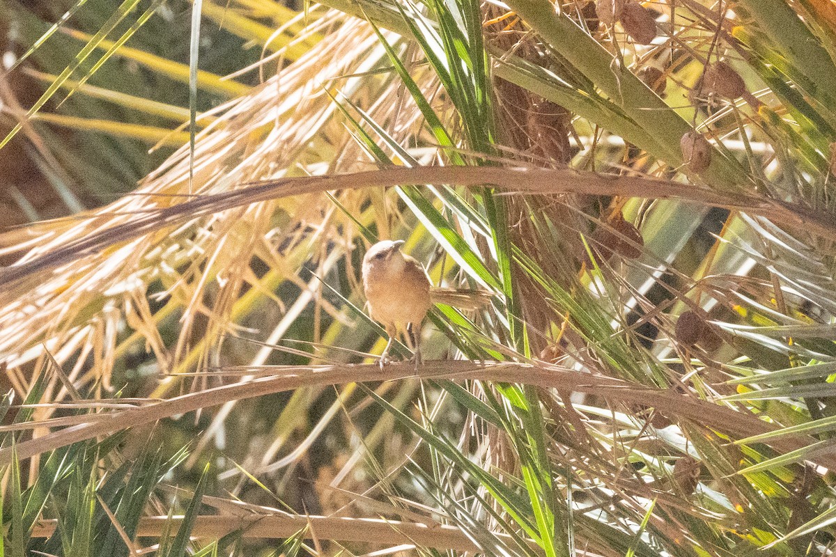 Fulvous Chatterer - ML645290054