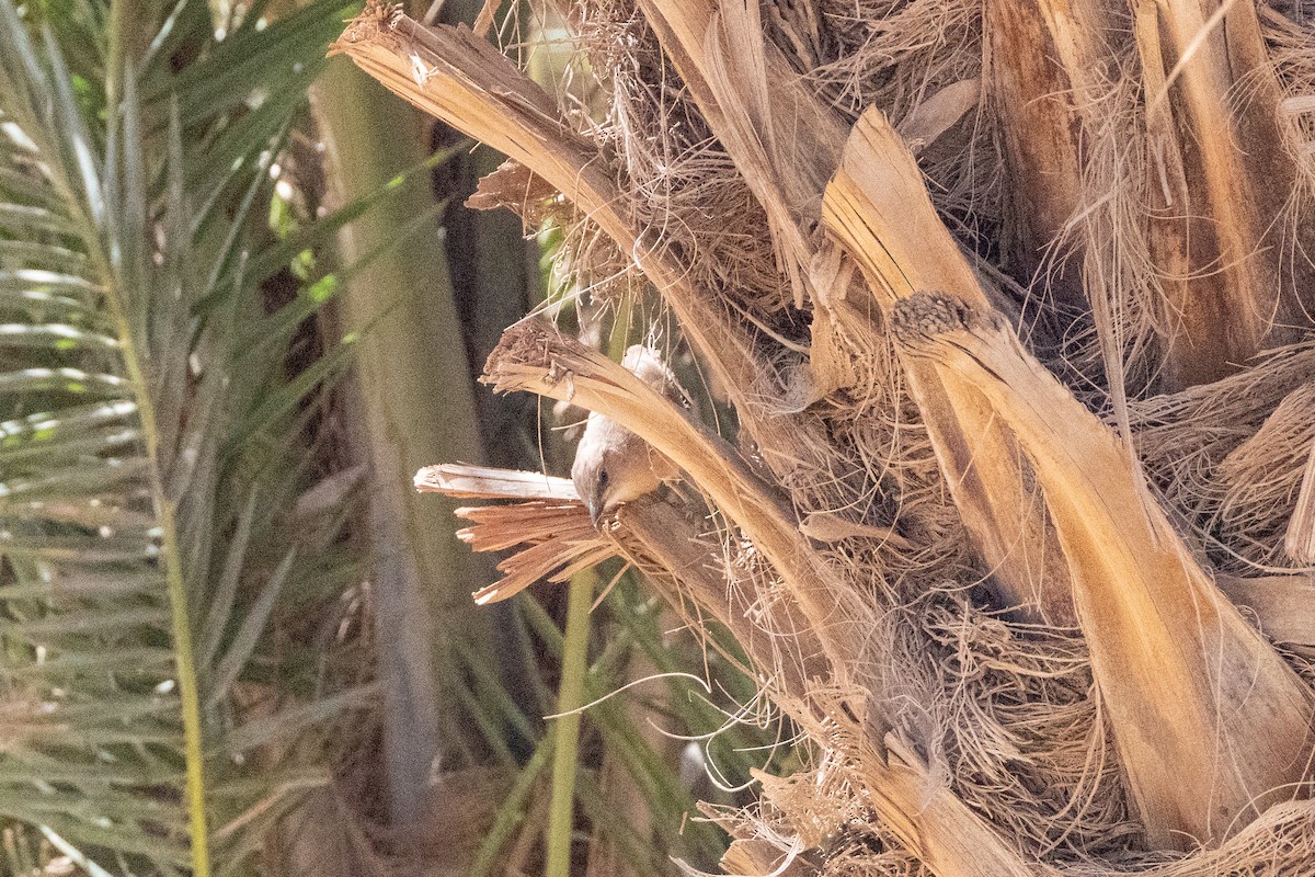 Fulvous Chatterer - ML645290055