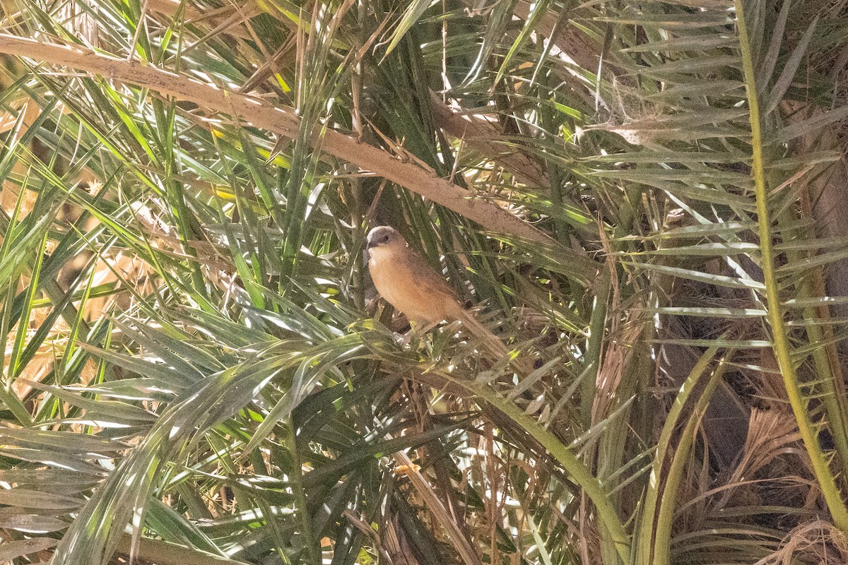 Fulvous Chatterer - ML645290057