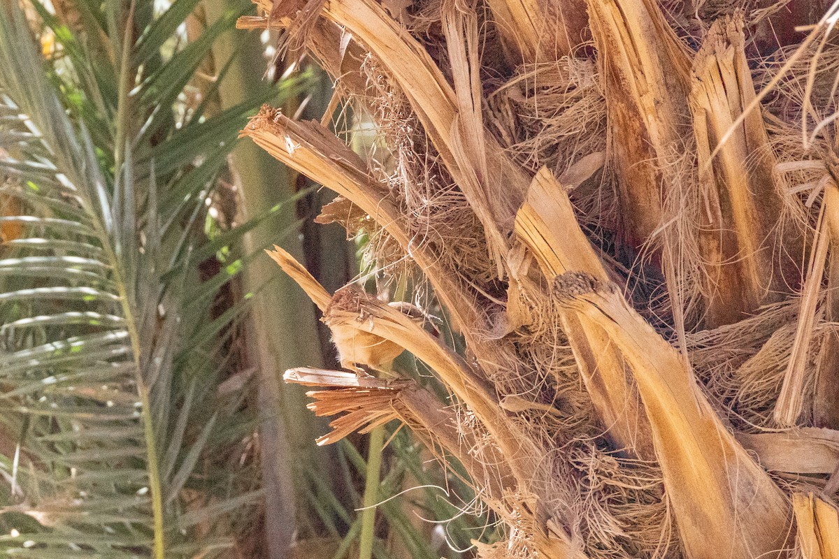 Fulvous Chatterer - ML645290058