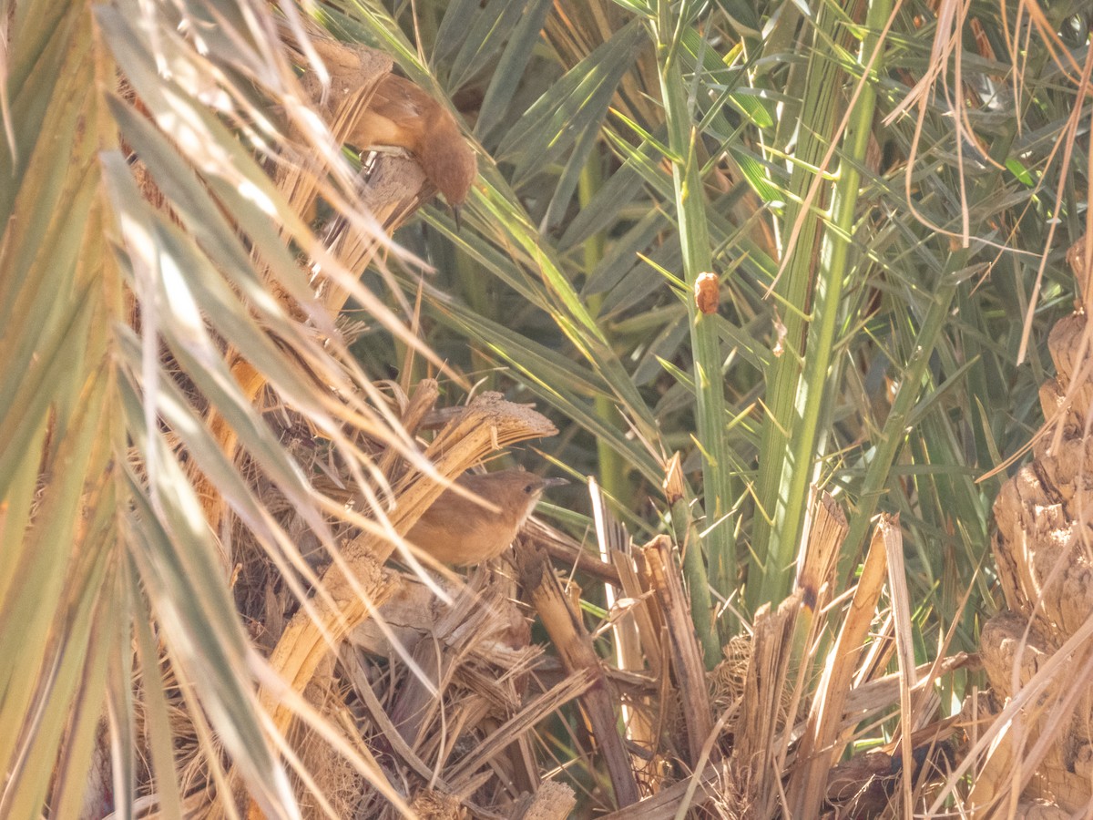 Fulvous Chatterer - ML645290059