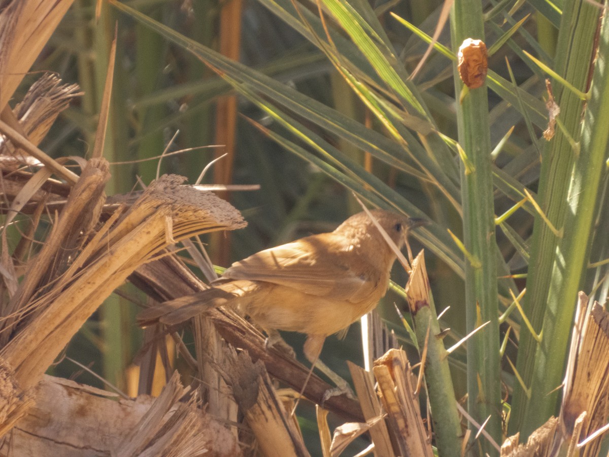 Fulvous Chatterer - ML645290060