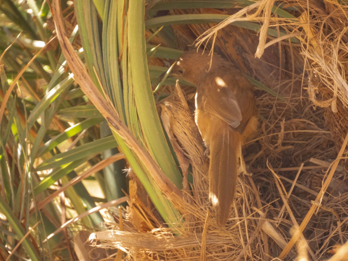 Fulvous Chatterer - ML645290061