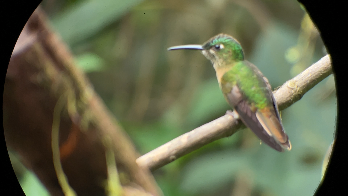 Fawn-breasted Brilliant - ML645290101