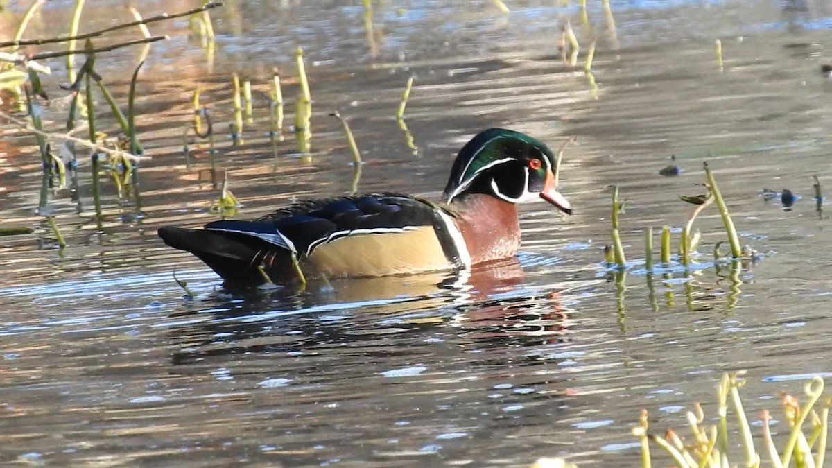 Ahate karolinarra - ML645290110