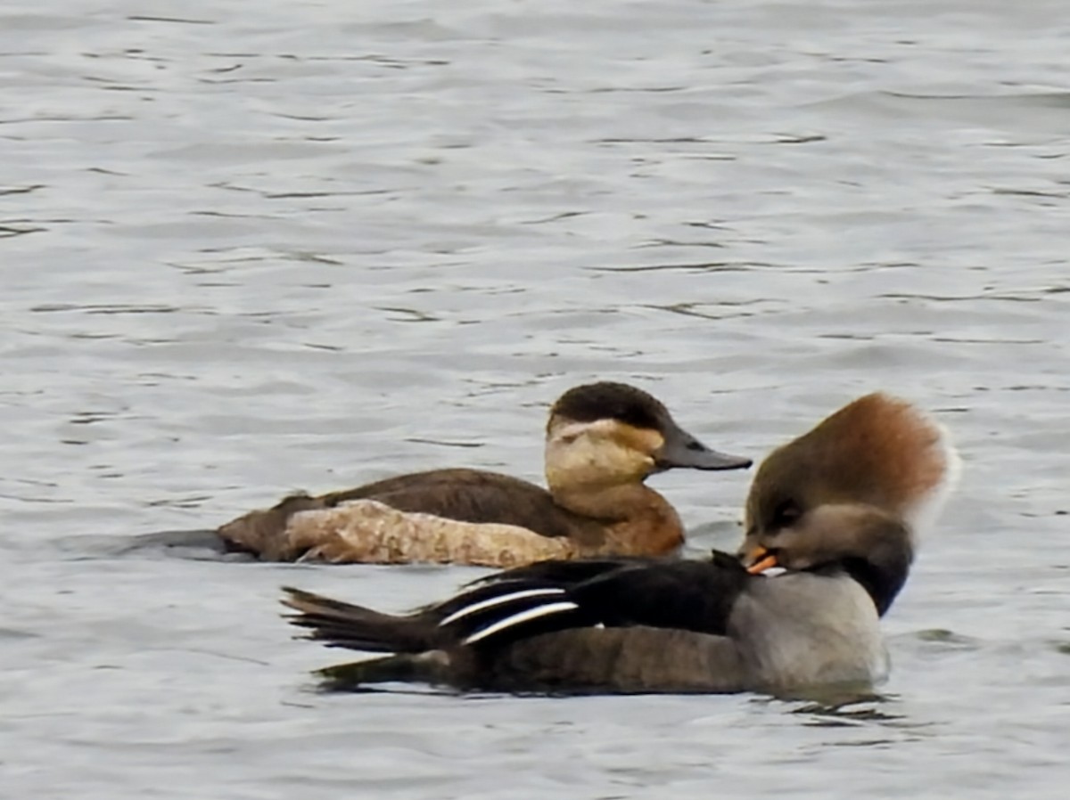 Ruddy Duck - ML645290114