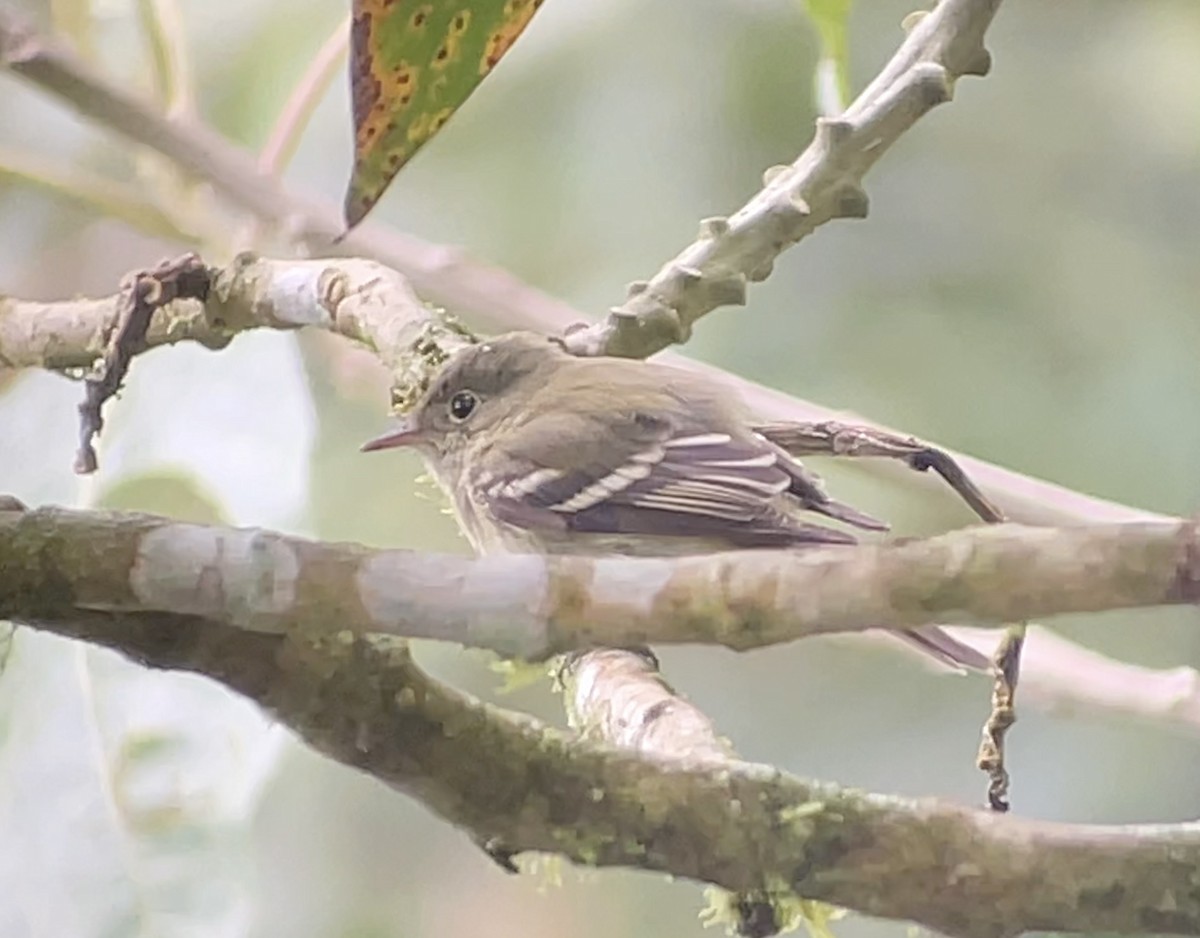 Acadian Flycatcher - ML645290123