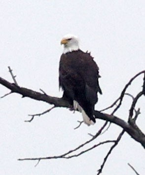 Bald Eagle - ML645290132