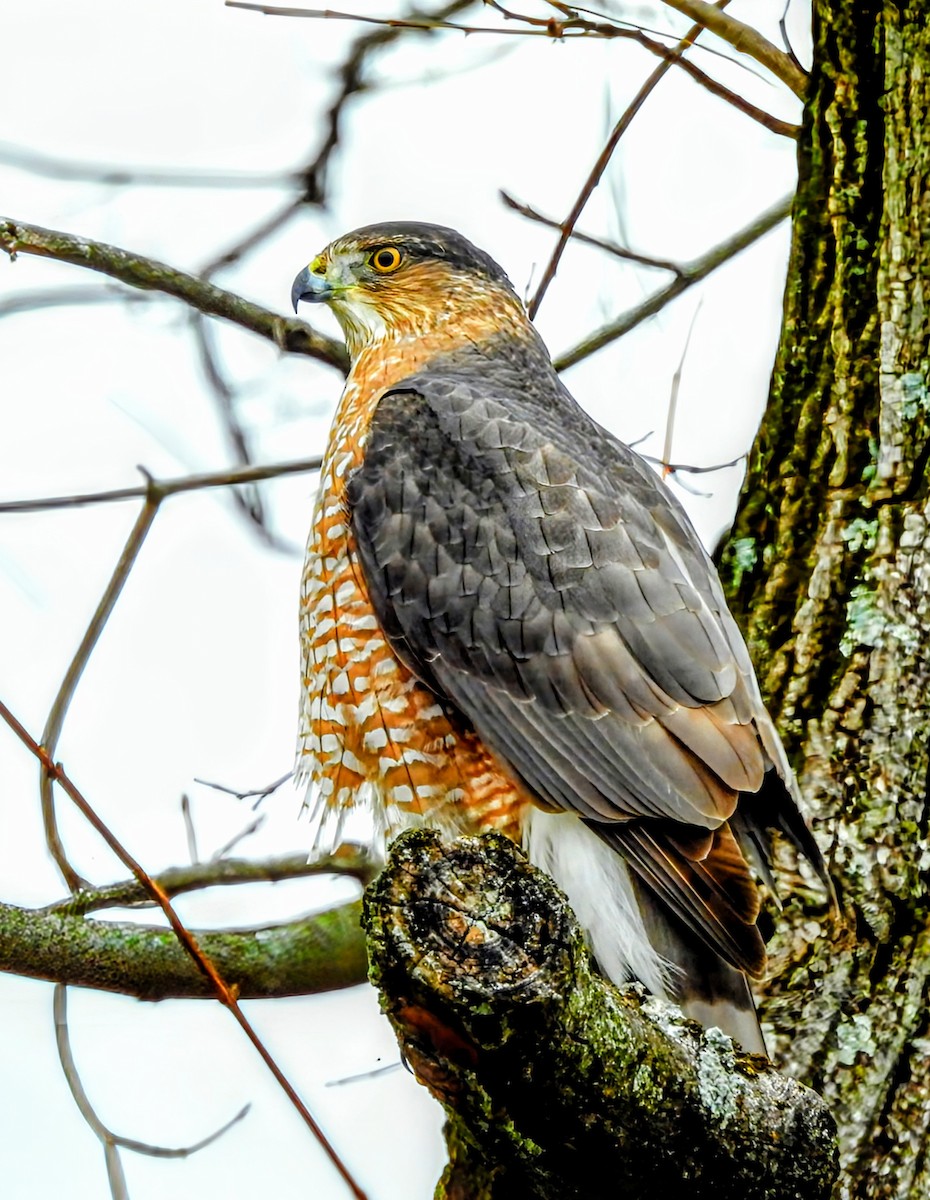 Cooper's Hawk - ML645290140
