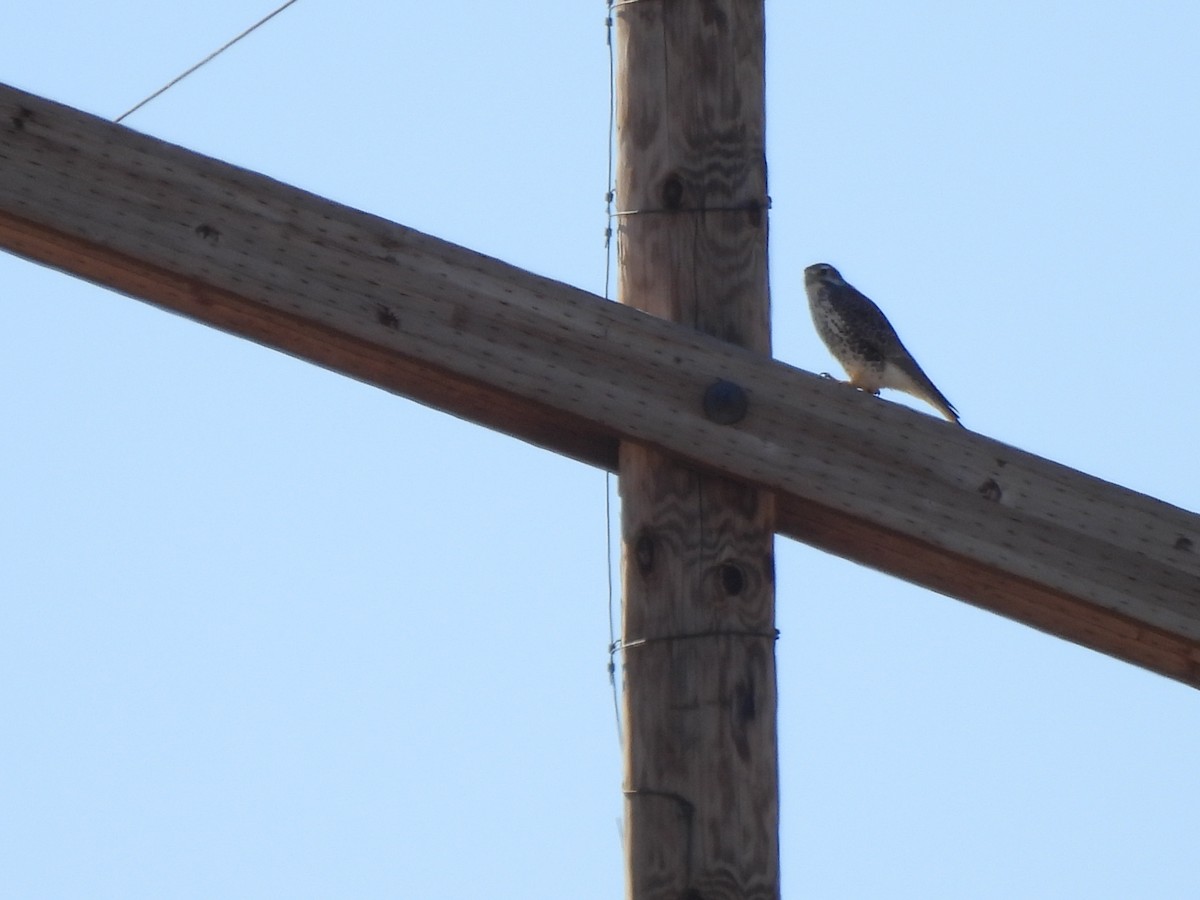 Prairie Falcon - ML645290169