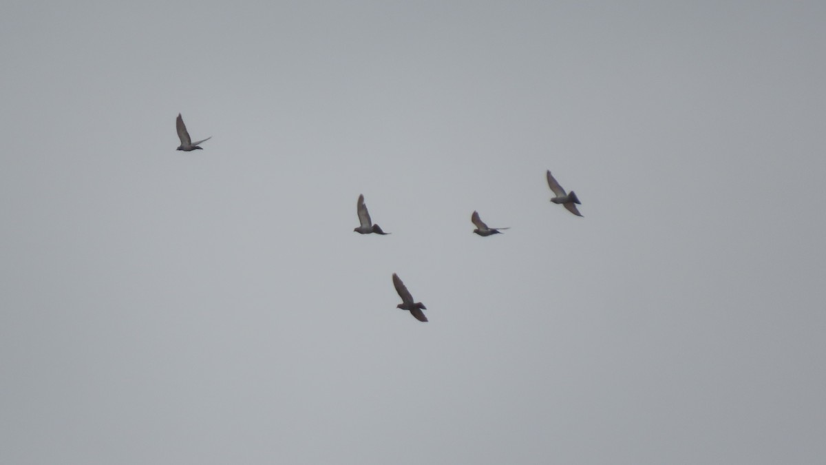 Kaya Güvercini (evcil tip) - ML645290192