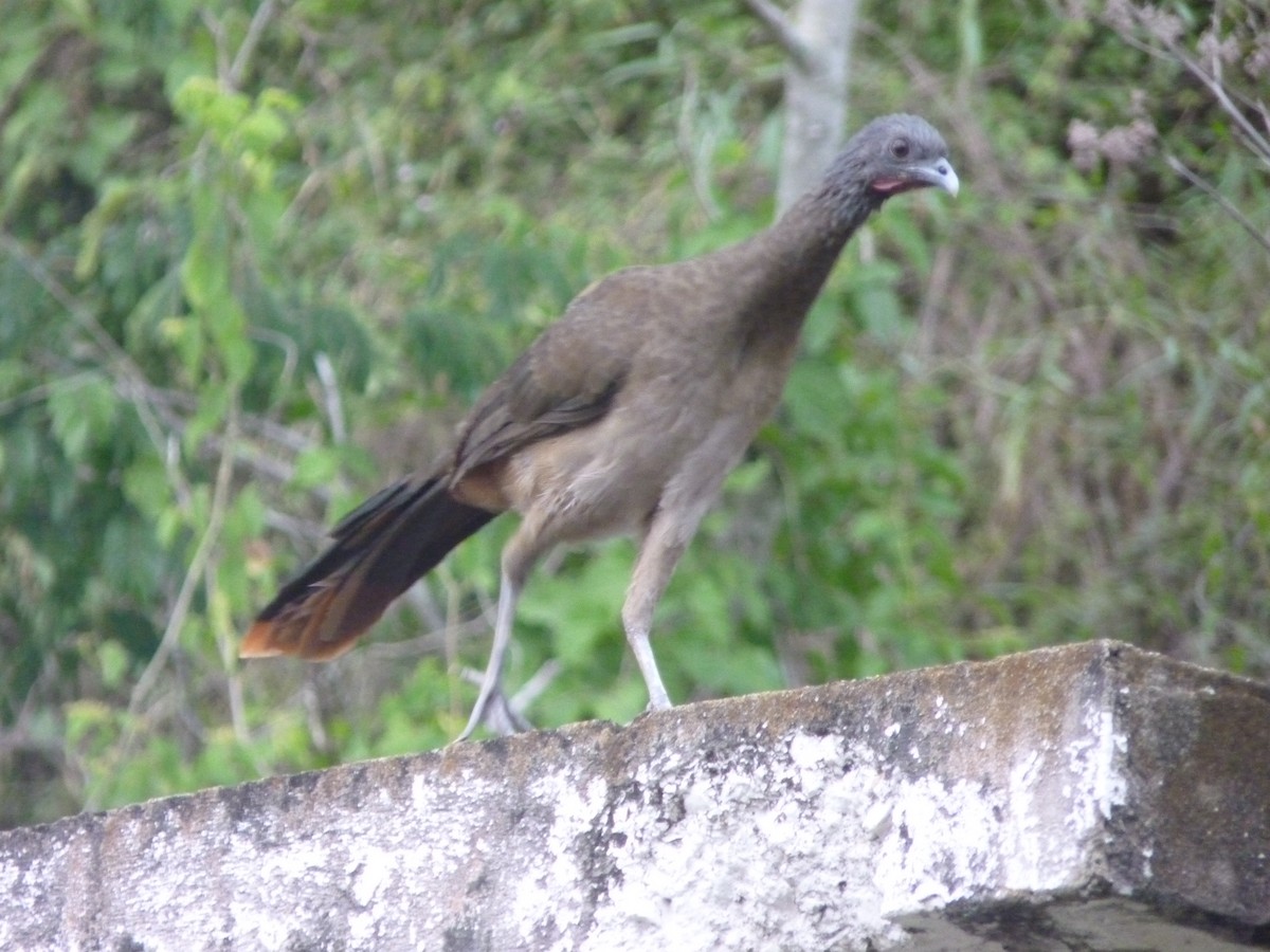 Чачалака рудогуза - ML645290208