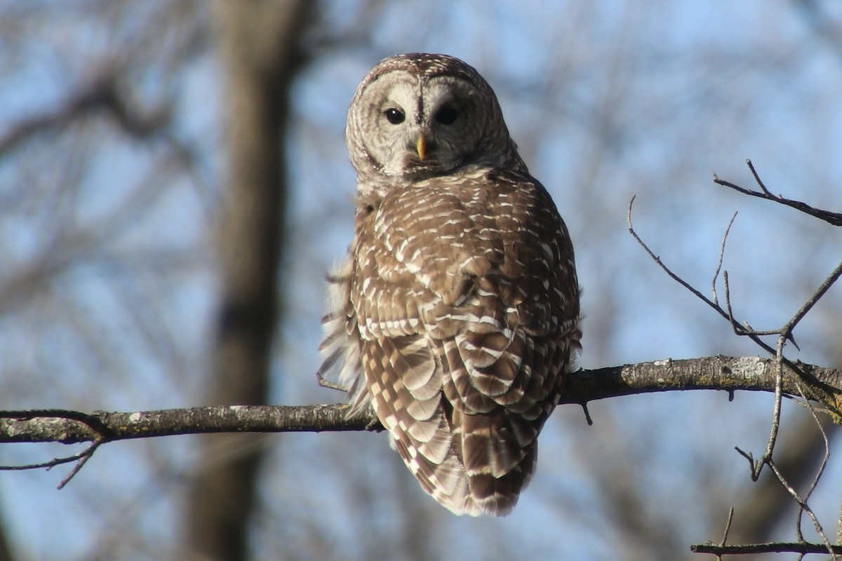 Barred Owl - ML645290225