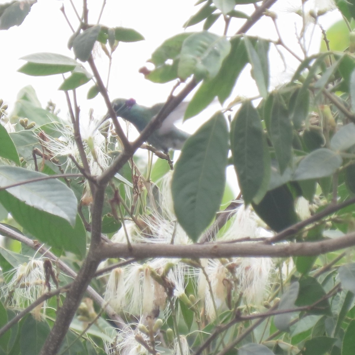 White-vented Violetear - ML645290226