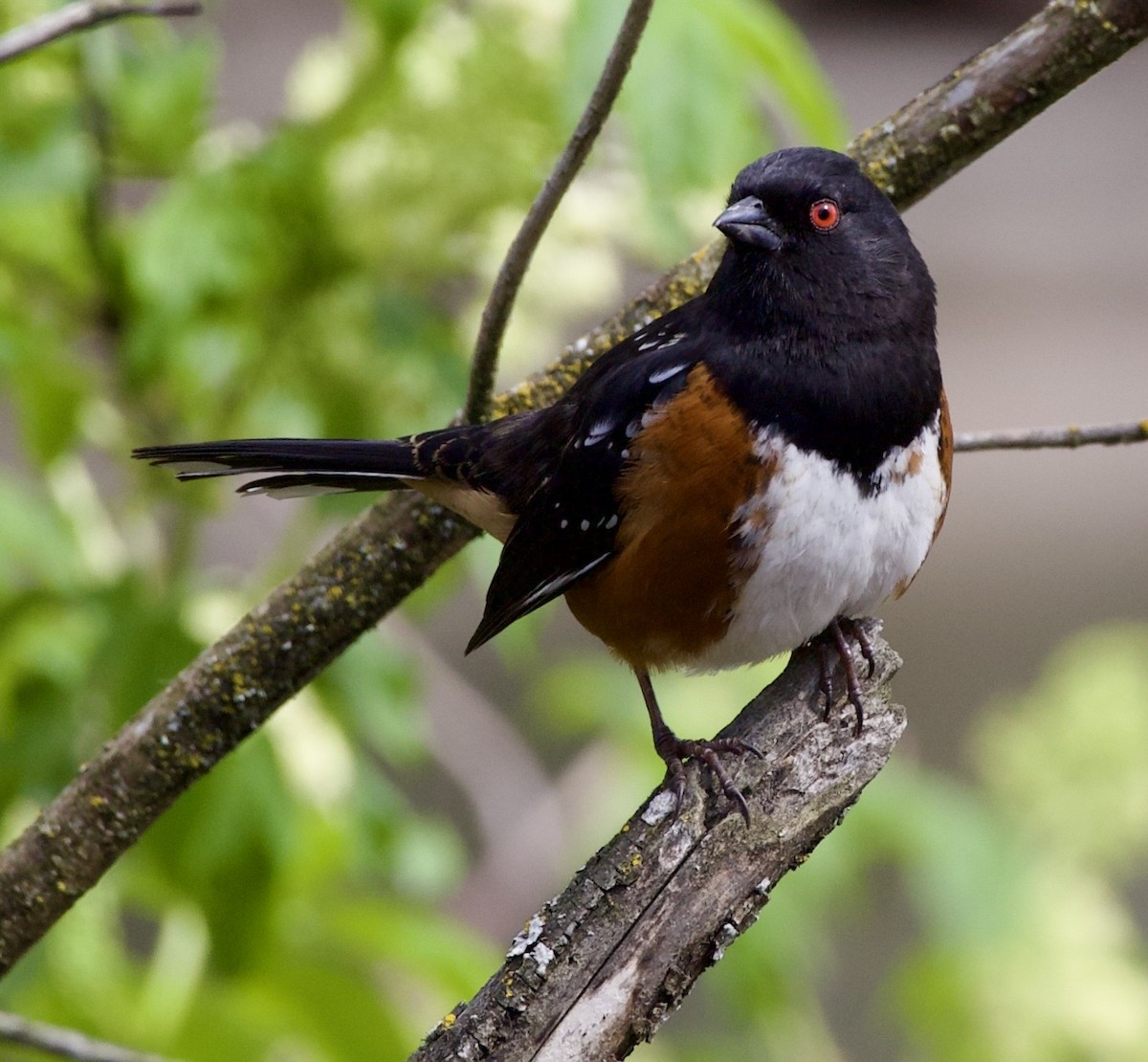 Spotted Towhee - ML645290239
