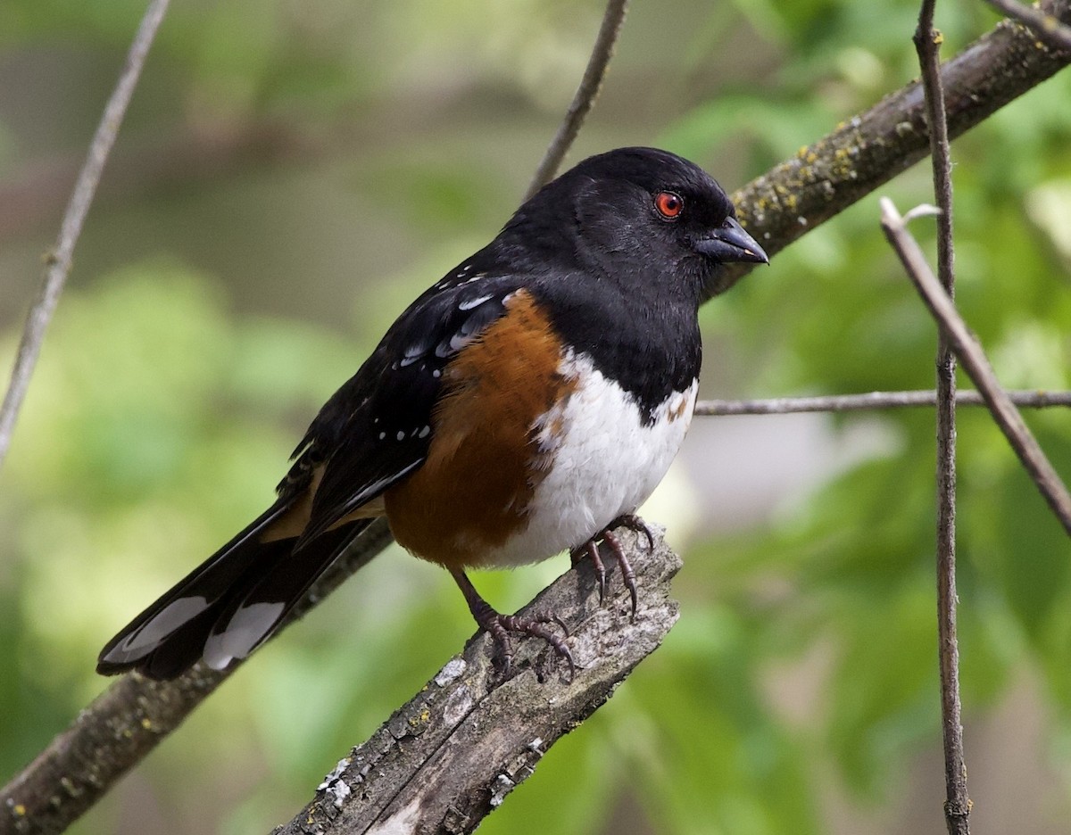 Spotted Towhee - ML645290240
