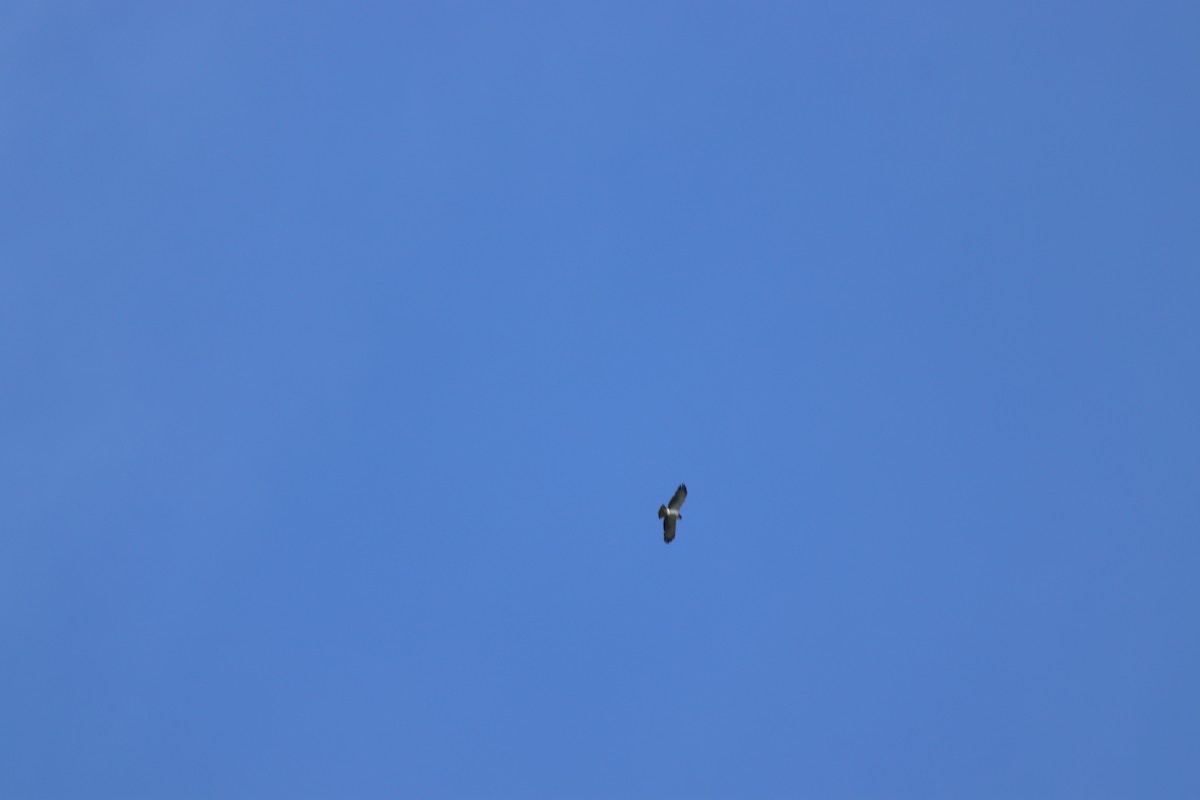 Short-tailed Hawk - ML645290246