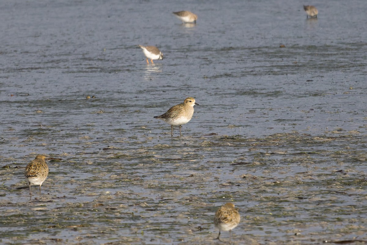 Сивка звичайна - ML645290251