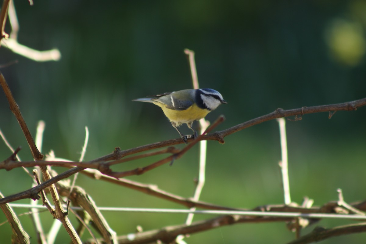 Herrerillo Común - ML645290252