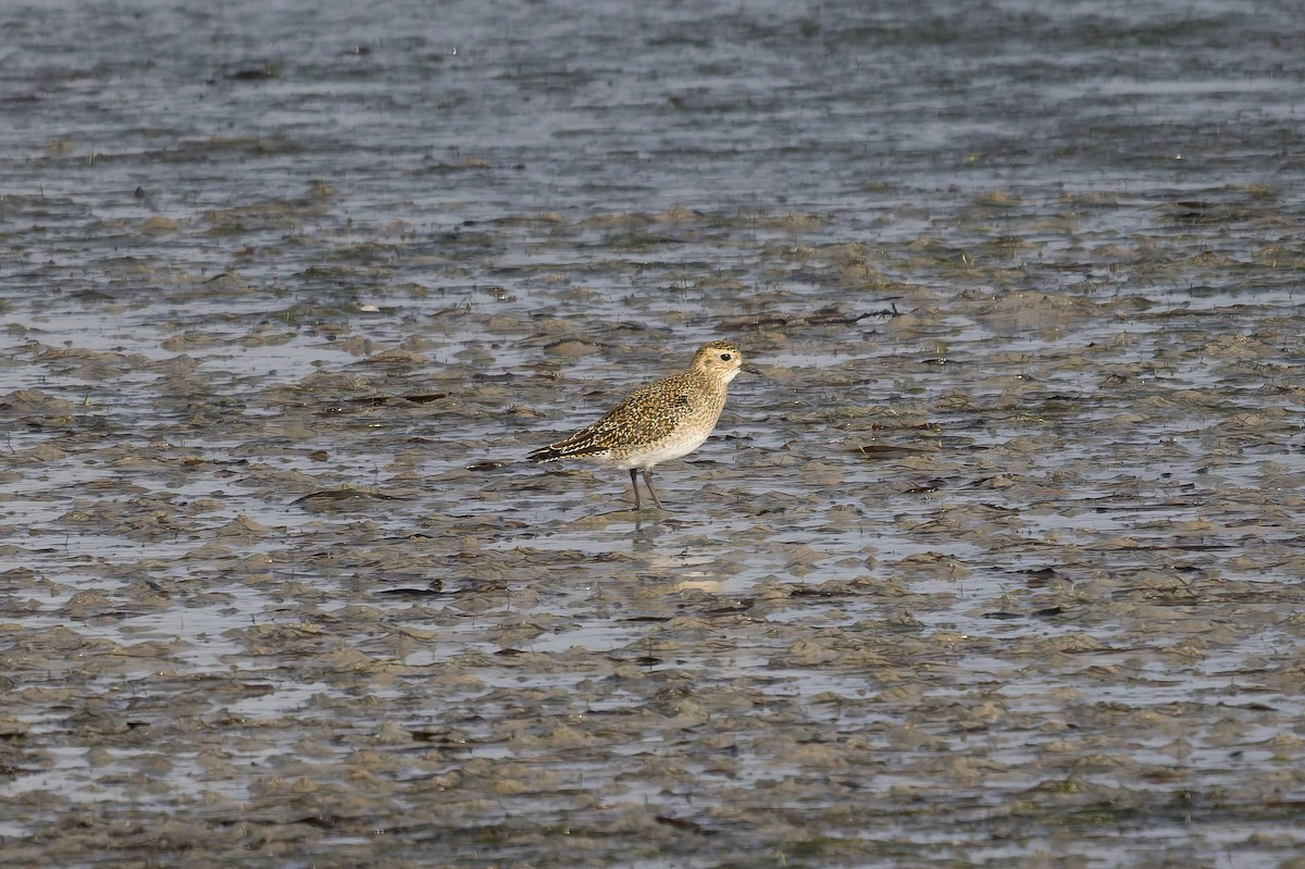 Сивка звичайна - ML645290254