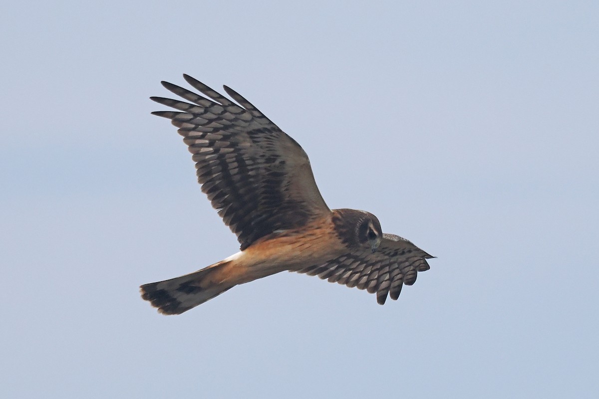 moták severoamerický - ML645290257