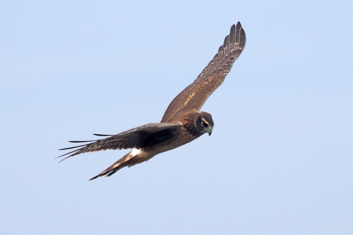 moták severoamerický - ML645290258