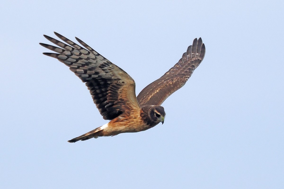 moták severoamerický - ML645290259