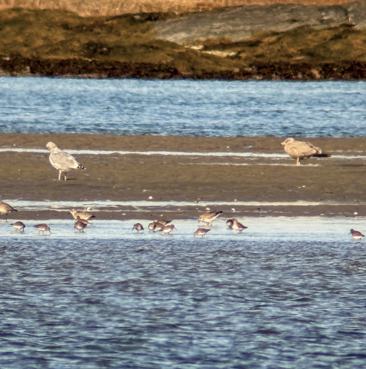 Txirri grisa - ML645290265