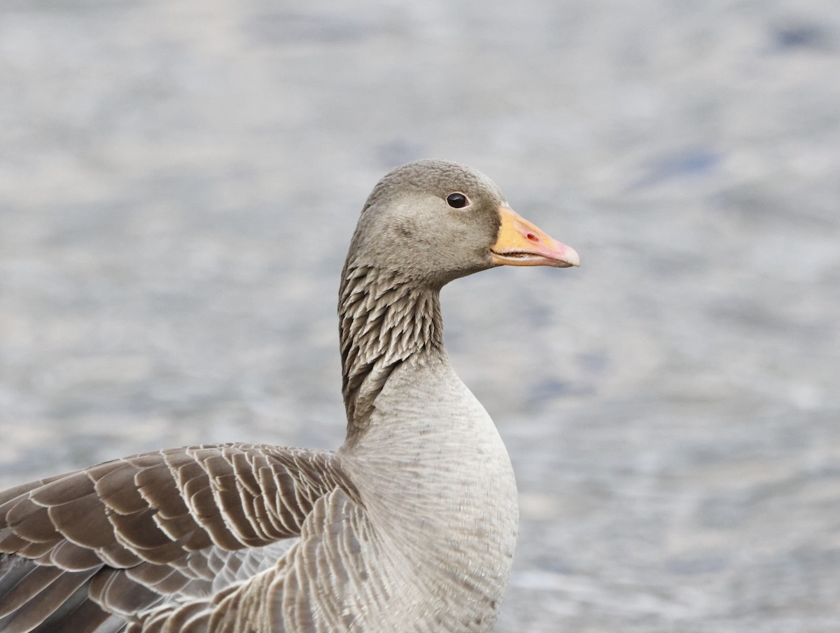 Graylag Goose - ML645290271