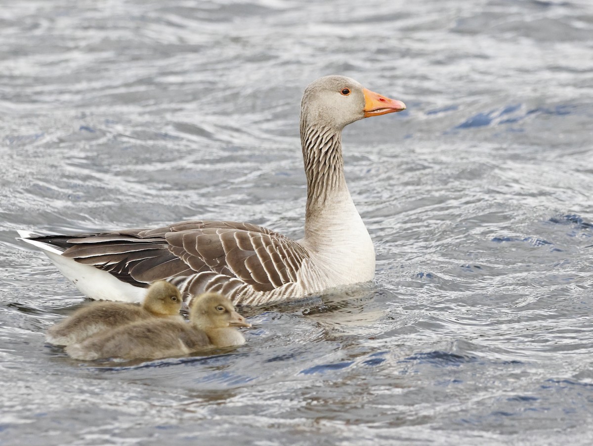 Graylag Goose - ML645290272