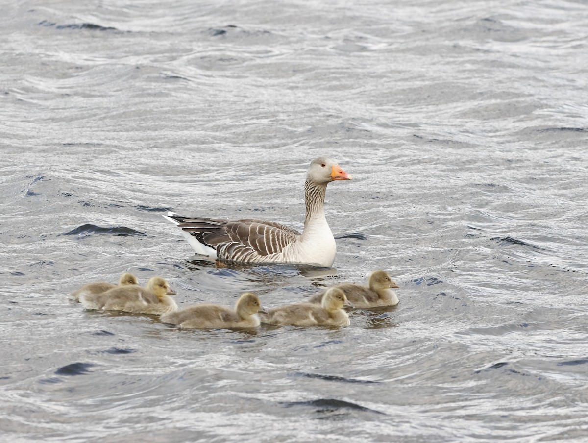 Graylag Goose - ML645290273
