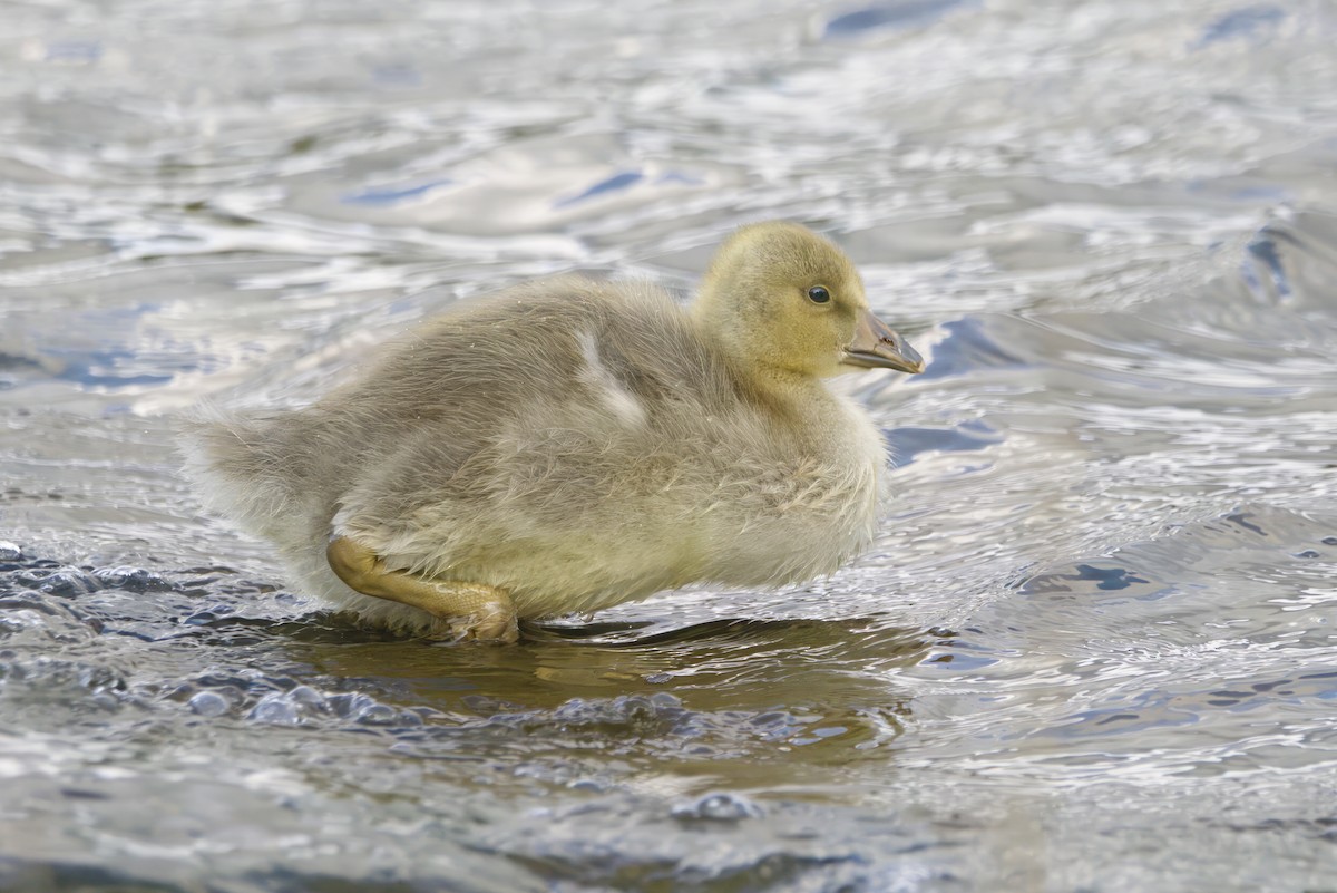 Graylag Goose - ML645290274