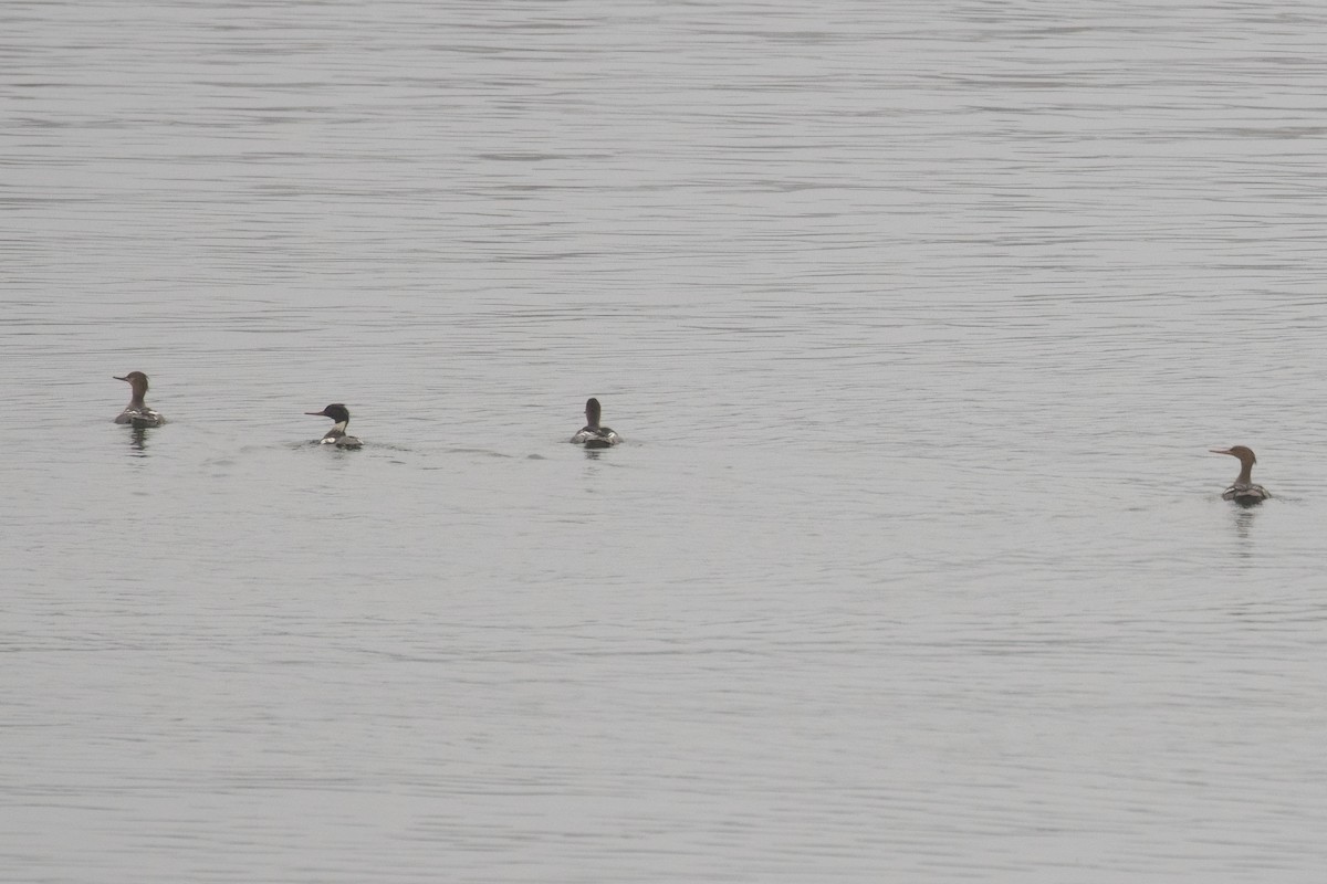 紅胸秋沙 - ML645290277