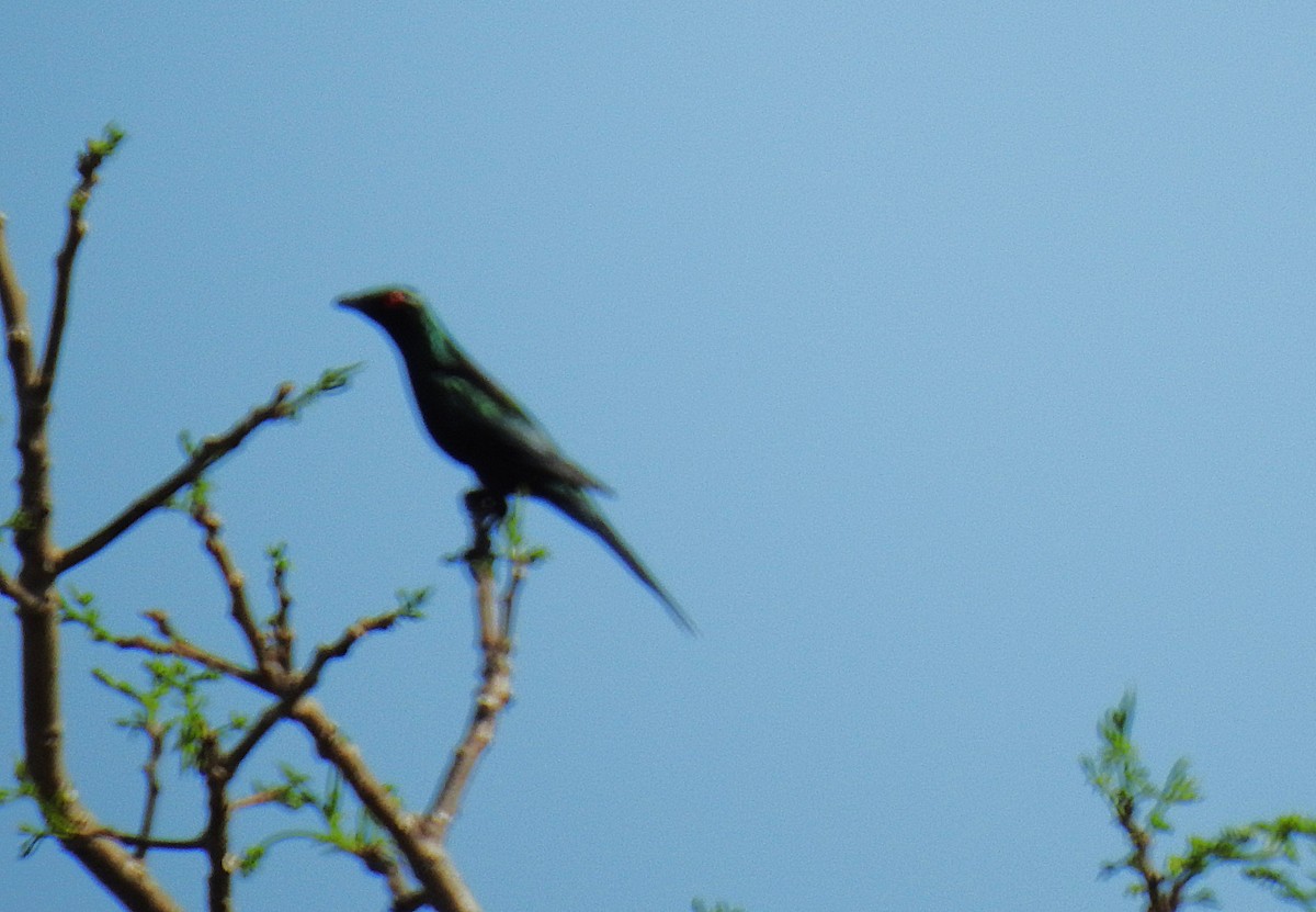 špaček lesklý - ML645290279