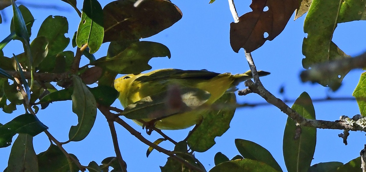 Northern Yellow Warbler - ML645290282
