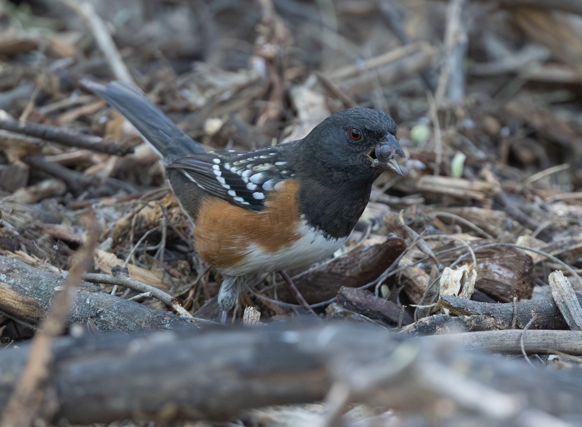 Spotted Towhee - ML645290283