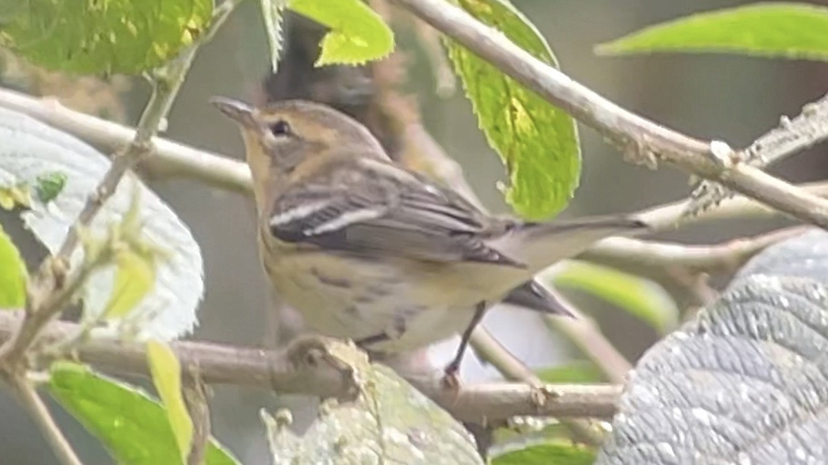 Blackburnian Warbler - ML645290287