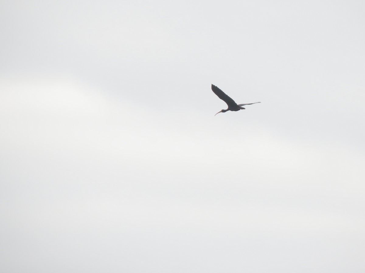 Bare-faced Ibis - ML645290296