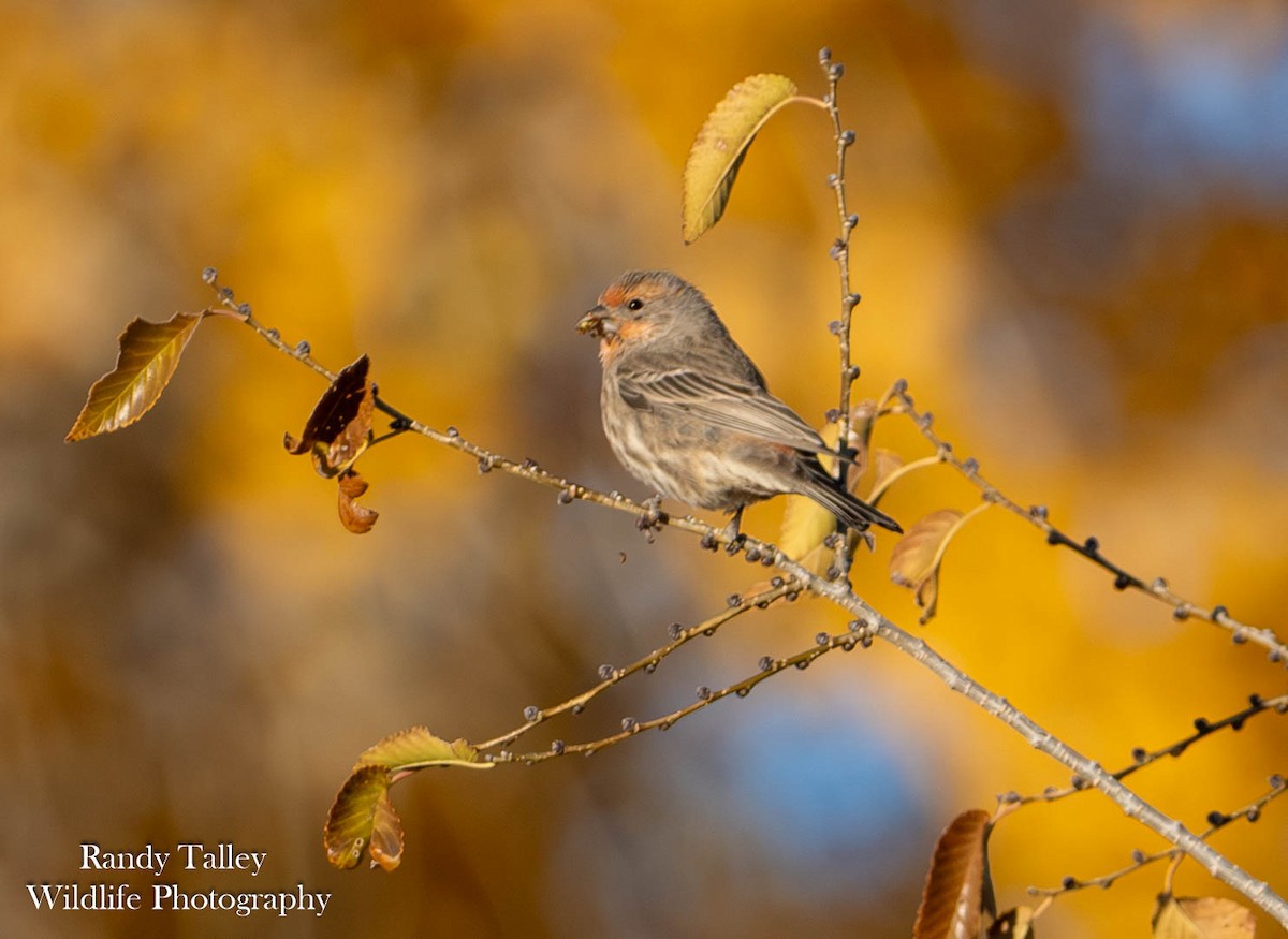 House Finch - ML645290311