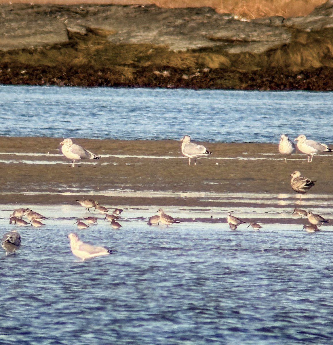 Txirri arrunta - ML645290322