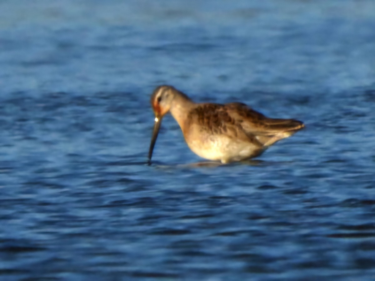 Long-billed Dowitcher - ML645290337