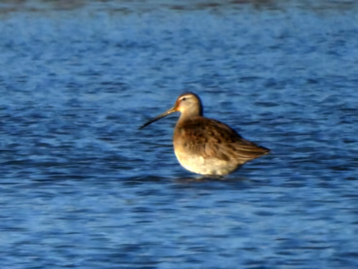 Long-billed Dowitcher - ML645290338
