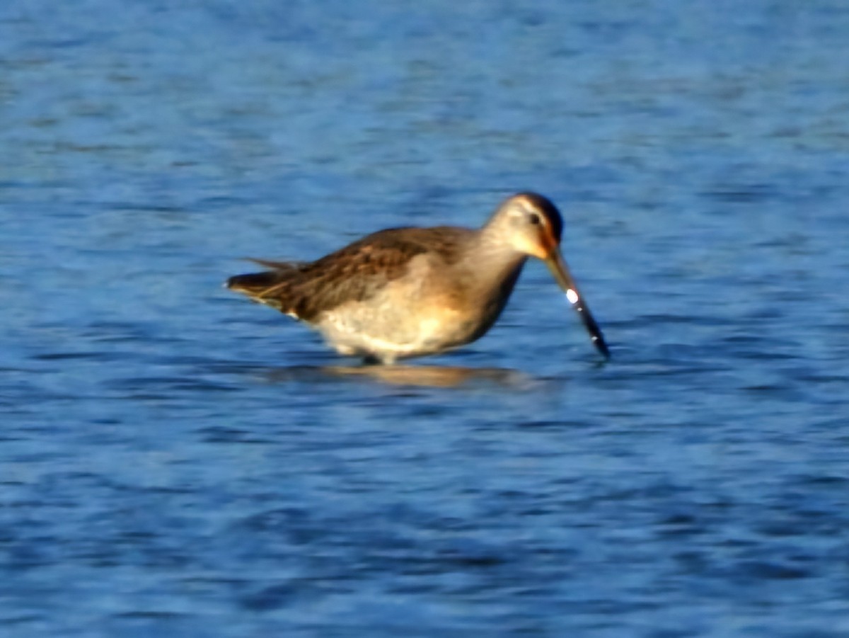 Long-billed Dowitcher - ML645290339