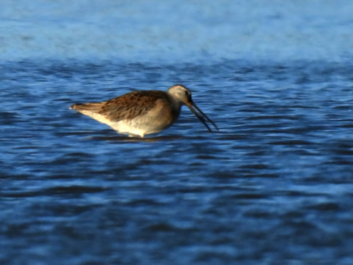 Long-billed Dowitcher - ML645290340